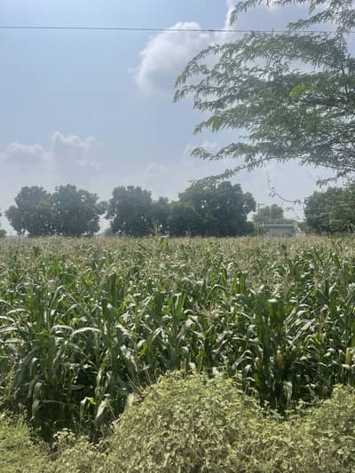18 Acres Investment Land Daftu Mustafabad