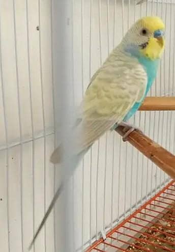 Rainbow hogoromo common spangles Budgies