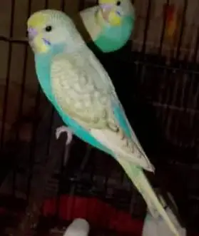 Rainbow hogoromo common spangles Budgies — photo 2