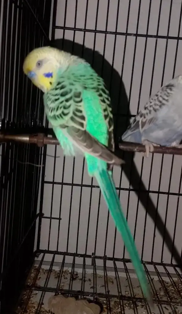Rainbow hogoromo common spangles Budgies — photo 3