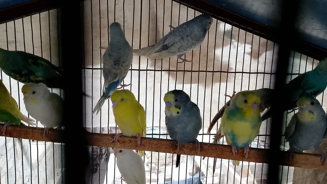 Rainbow hogoromo common spangles Budgies — photo 4