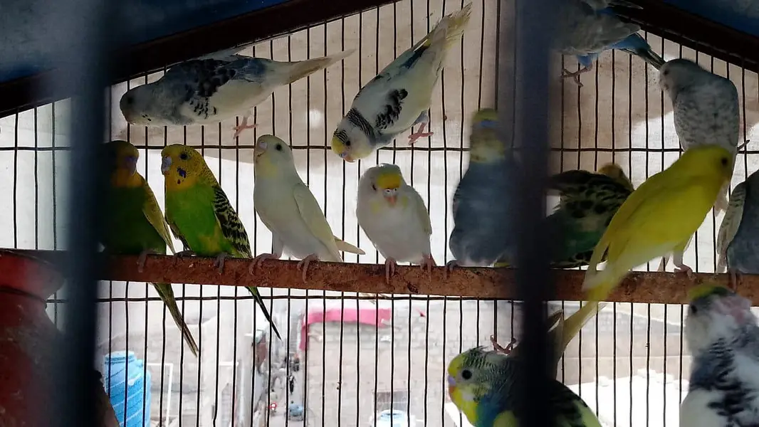 Rainbow hogoromo common spangles Budgies — photo 5