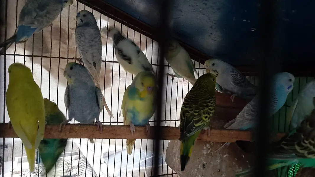 Rainbow hogoromo common spangles Budgies — photo 6
