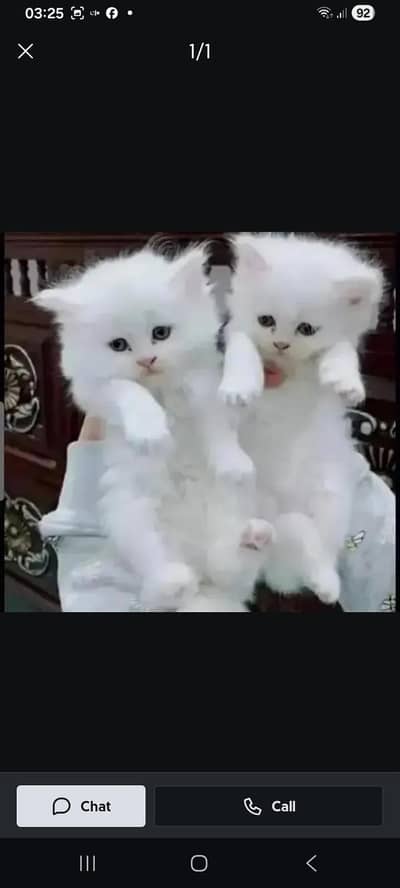 beautiful cats for sale 12k