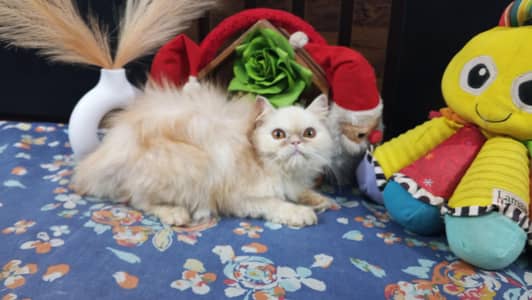 Pure Persian Punch Face Peki Bloodline Female Kitten/Cat
