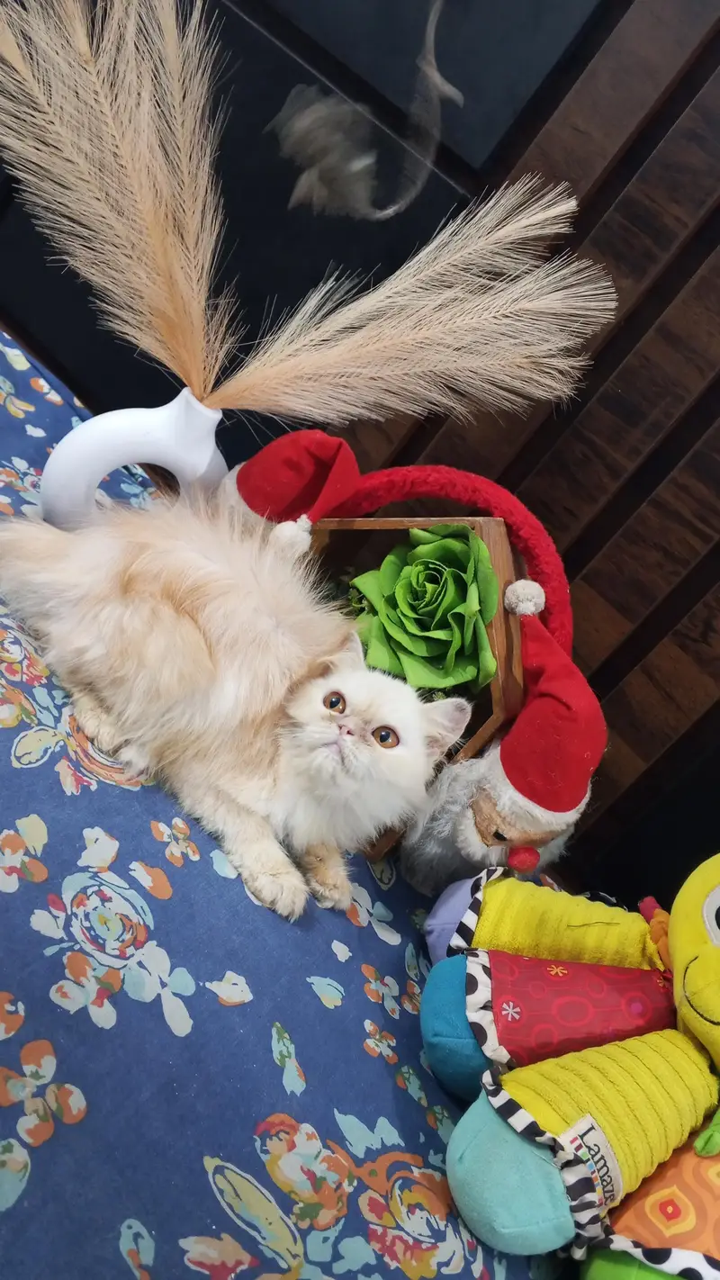 Pure Persian Punch Face Peki Bloodline Female Kitten/Cat — photo 2