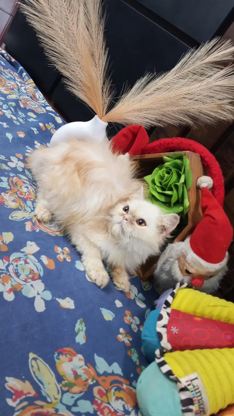 Pure Persian Punch Face Peki Bloodline Female Kitten/Cat — photo 3