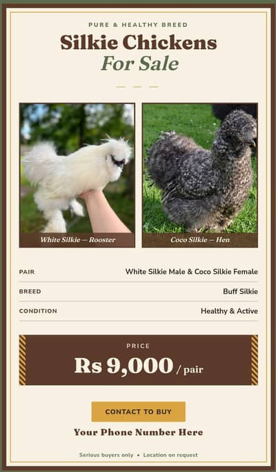 Silkie pair.  white male, coco female.