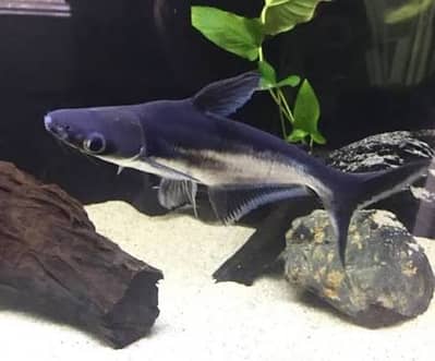 6 Large Size Blue Line Sharks For Sale Very Cheap Price