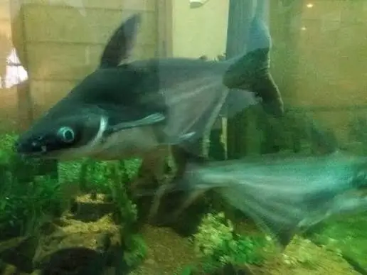 Blue Line Sharks For Sale Very Cheap Price 03072092558 — photo 3