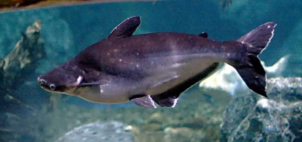 Blue Line Sharks For Sale Very Cheap Price 03072092558 — photo 5