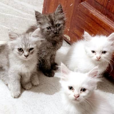 lovely kittens for sale