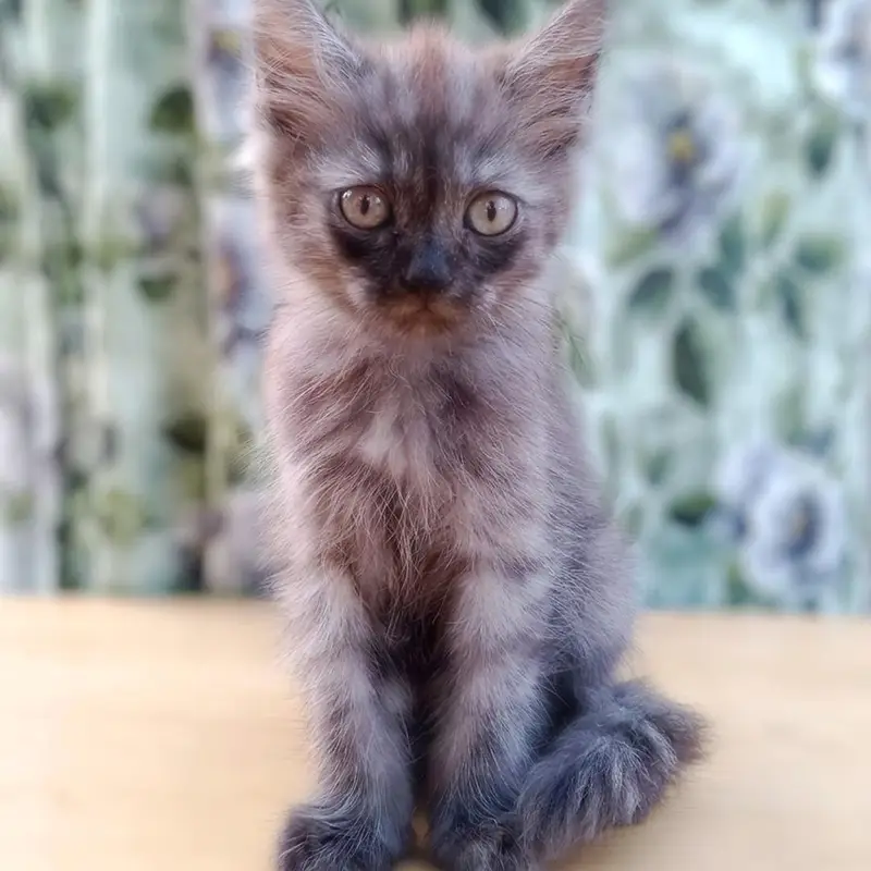 lovely kittens for sale — photo 2