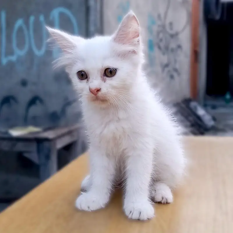 lovely kittens for sale — photo 3