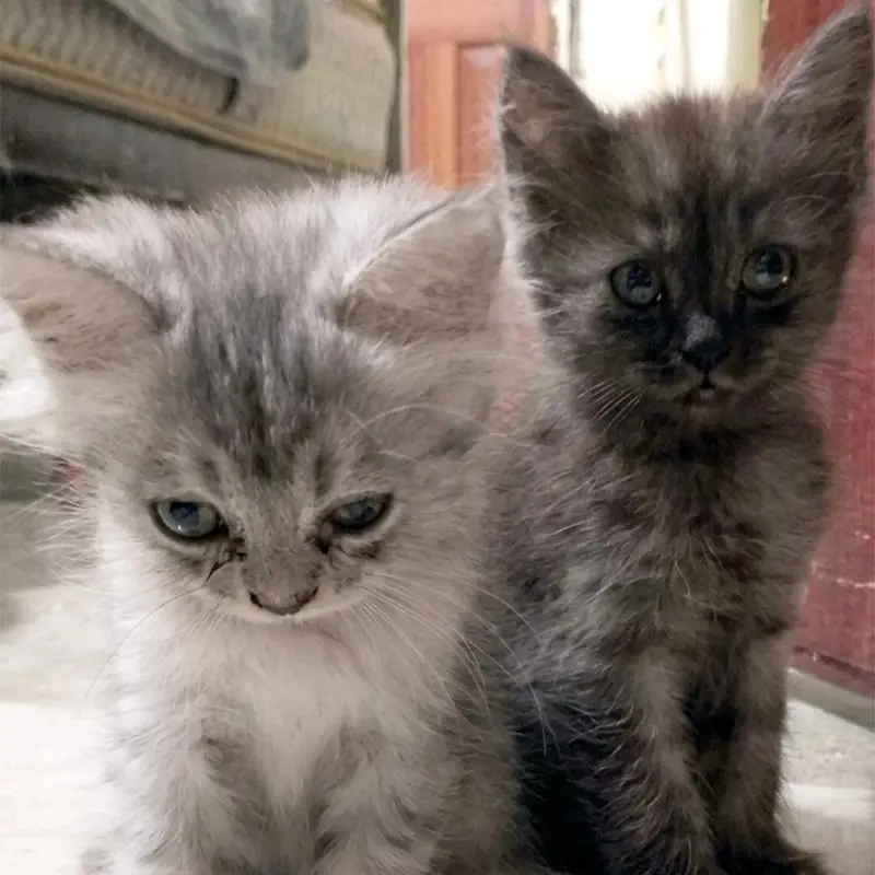 lovely kittens for sale — photo 4
