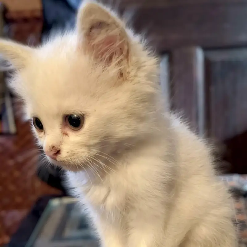 lovely kittens for sale — photo 5