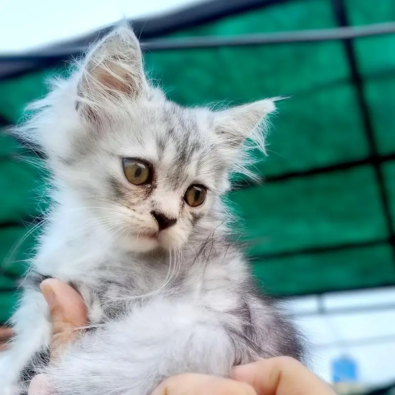 lovely kittens for sale — photo 6