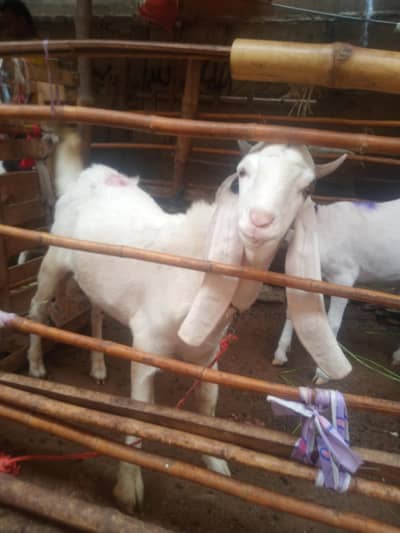 nawab shah Bakra dobal hadhi pure  bridar sevan month