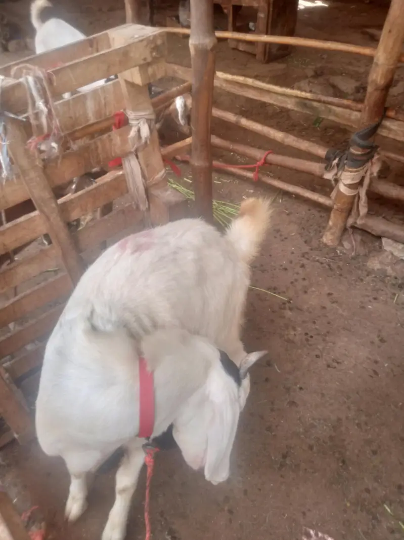 nawab shah Bakra dobal hadhi pure  bridar sevan month — photo 2