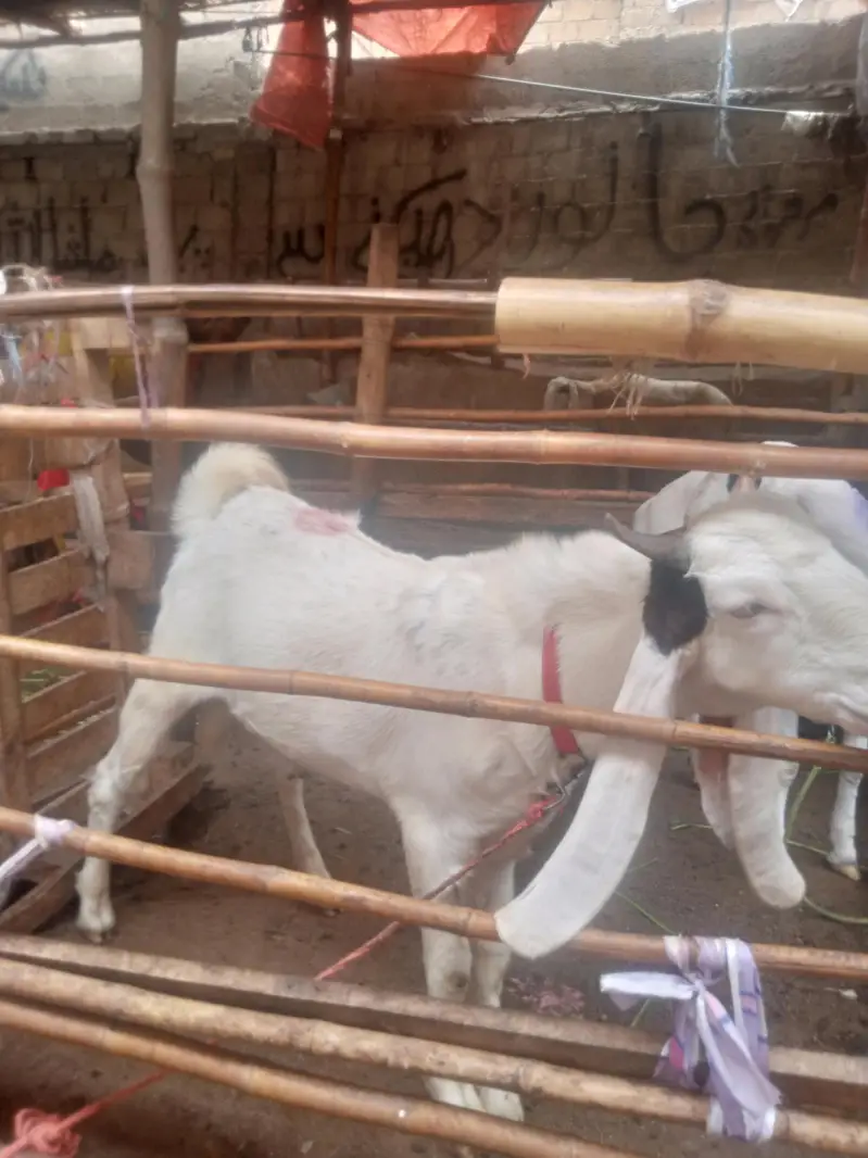 nawab shah Bakra dobal hadhi pure  bridar sevan month — photo 3
