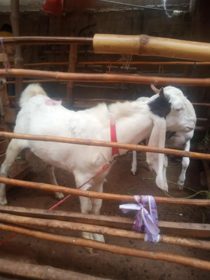 nawab shah Bakra dobal hadhi pure  bridar sevan month — photo 4