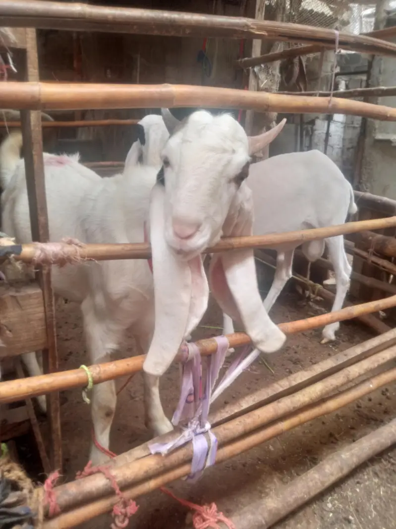 nawab shah Bakra dobal hadhi pure  bridar sevan month — photo 5