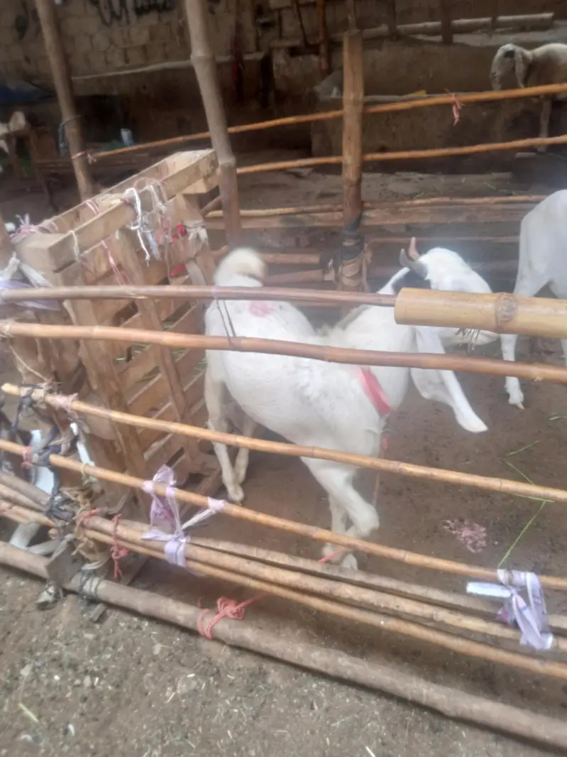 nawab shah Bakra dobal hadhi pure  bridar sevan month — photo 6
