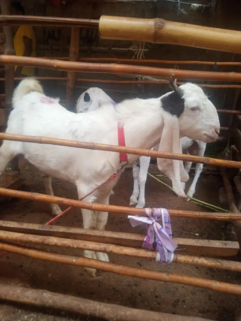 nawab shah Bakra dobal hadhi pure  bridar sevan month — photo 7