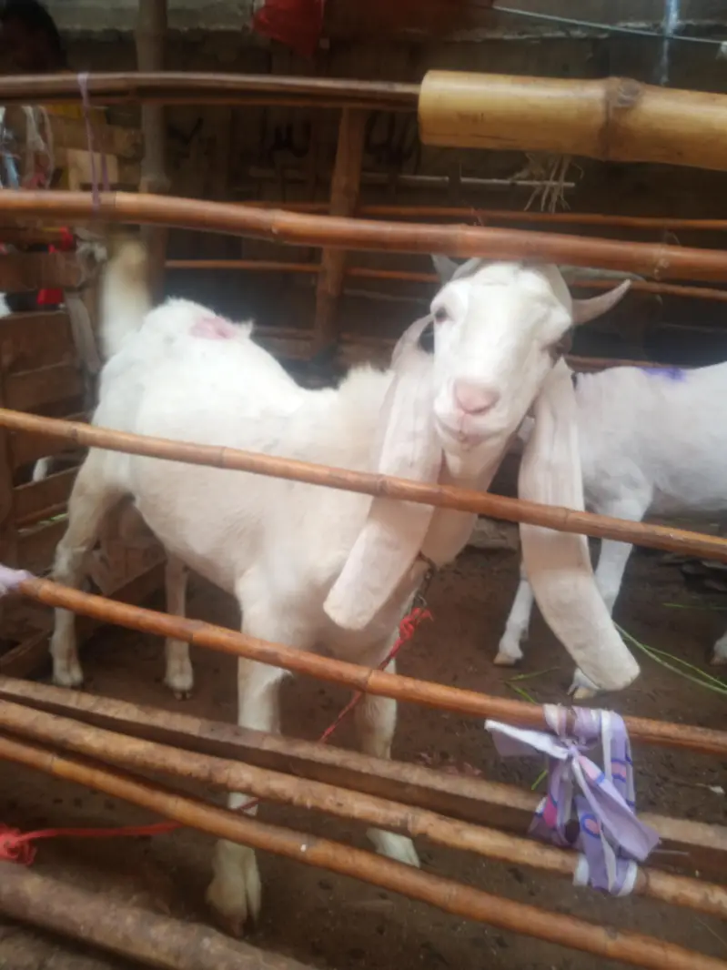 nawab shah Bakra dobal hadhi pure  bridar sevan month — photo 8