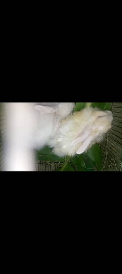 Angora Whitepair
