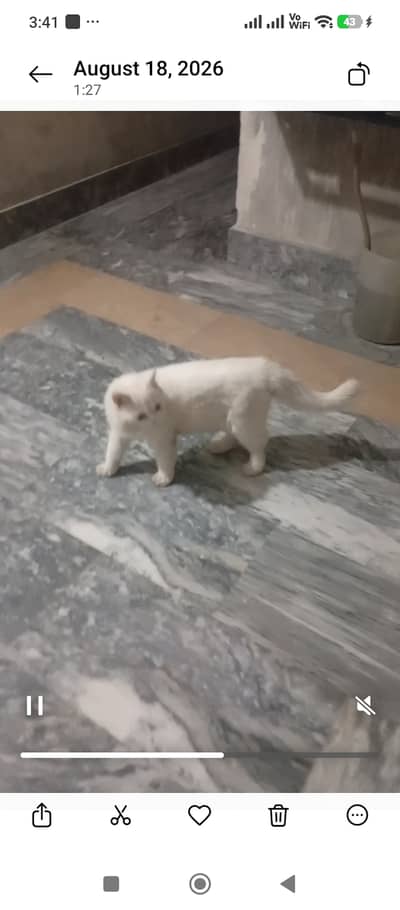 Cat for sale