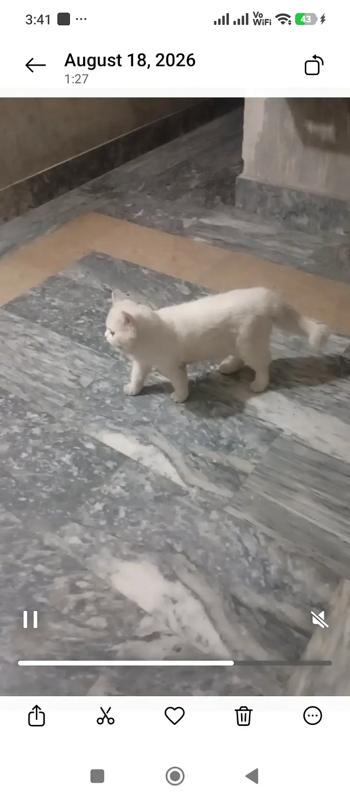 Cat for sale — photo 2