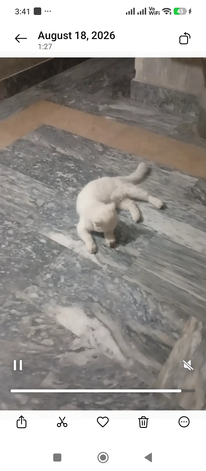 Cat for sale — photo 3