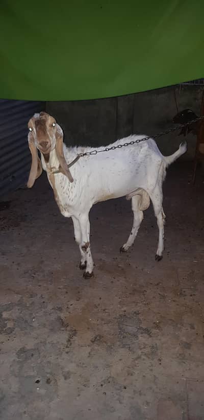 Makhi cheena breeder male