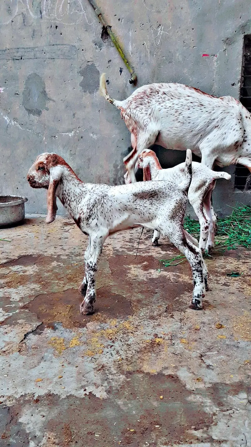 Makhi cheena breeder male — photo 2