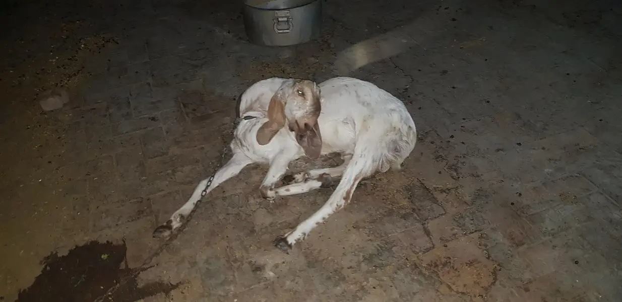 Makhi cheena breeder male — photo 3