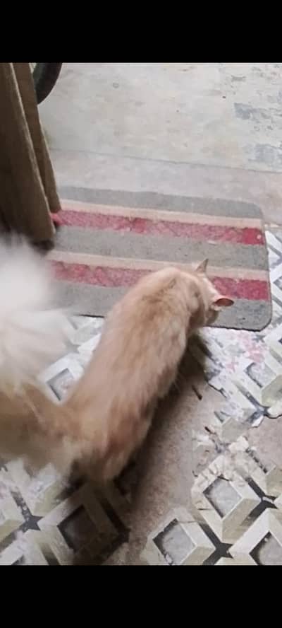 Persian male  cat