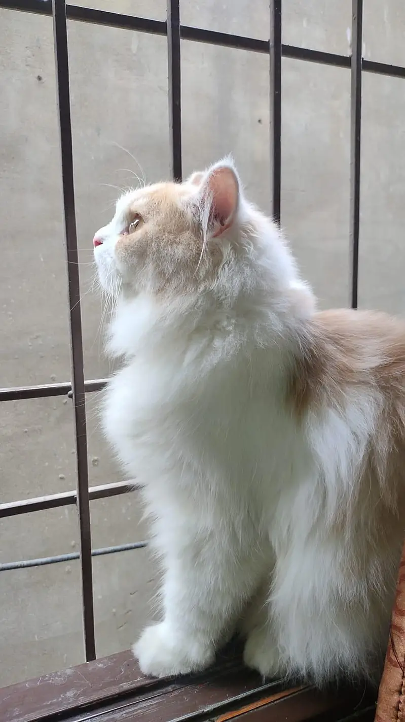 Persian male  cat — photo 2