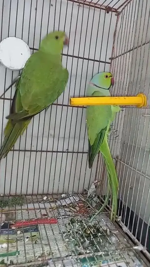 Green ringneck  piar available — photo 3