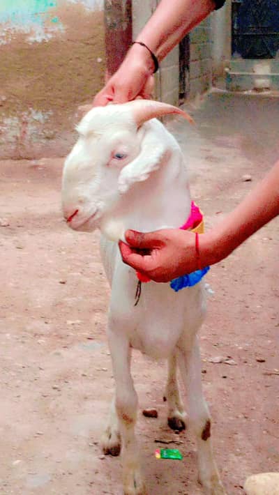 new add gulabi white eyss bakra urgent sale