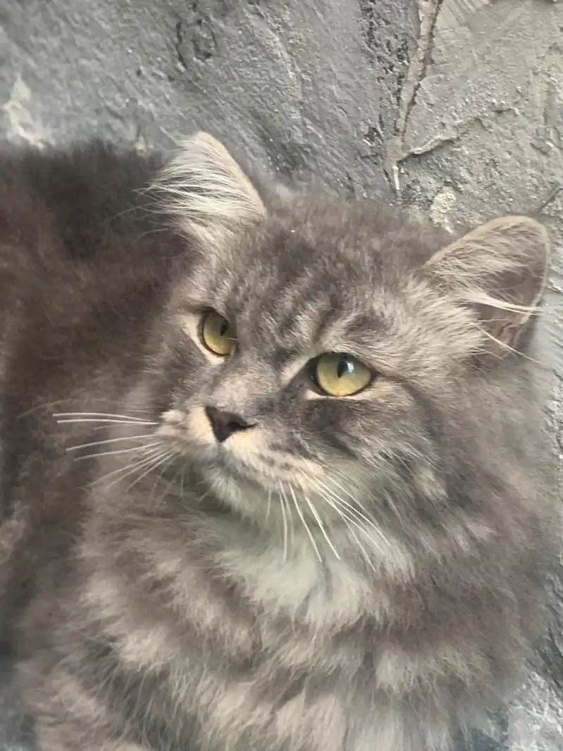 triple coat high quality Persian male cat — photo 2