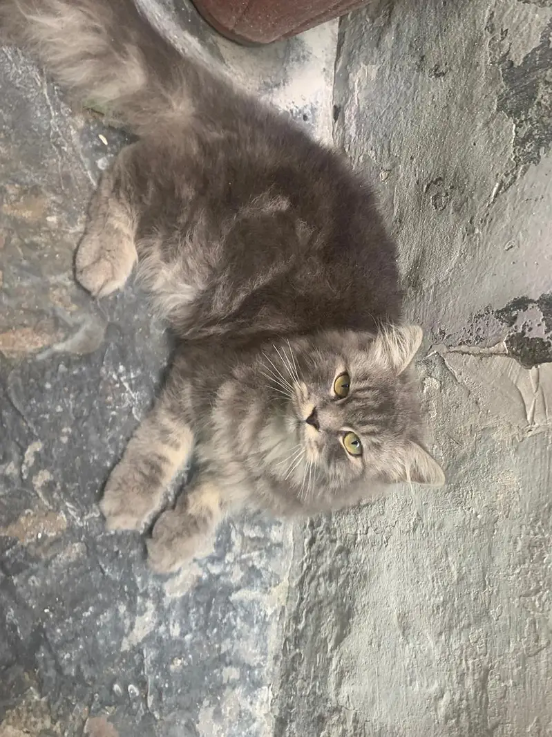 triple coat high quality Persian male cat — photo 3