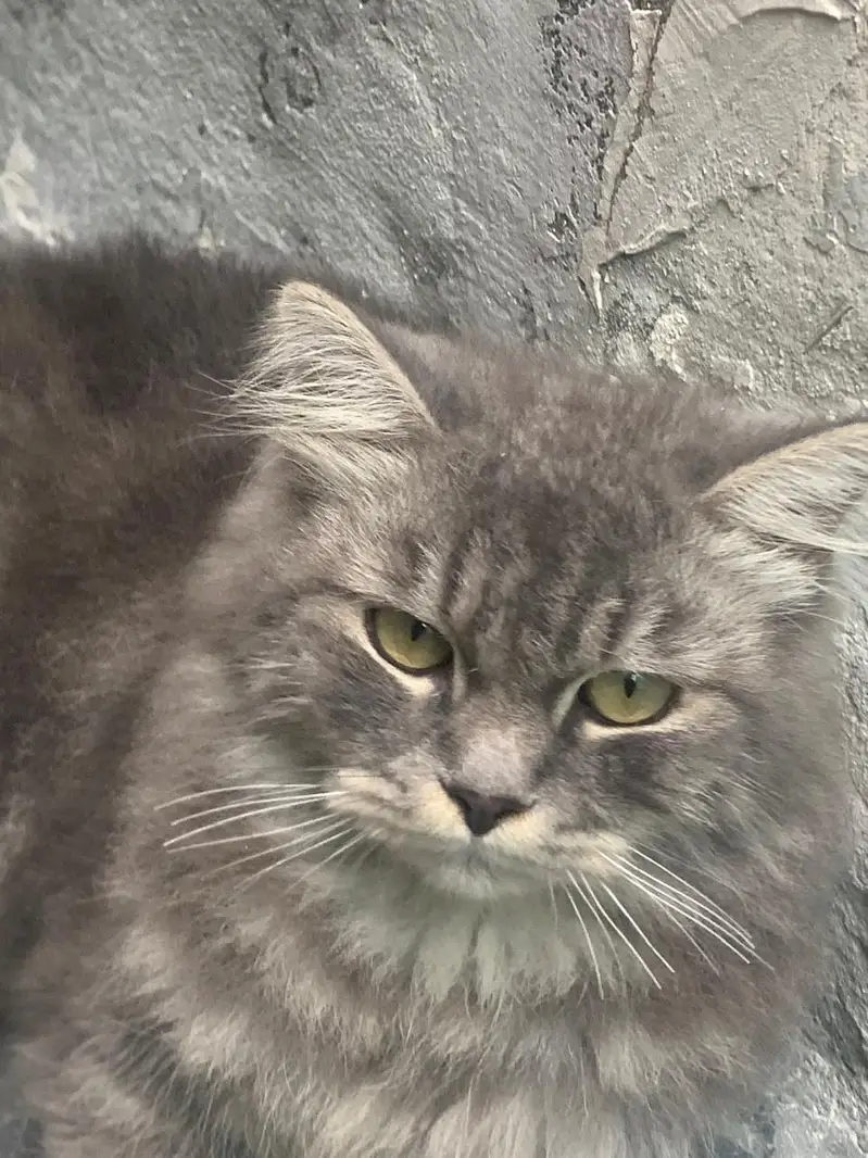 triple coat high quality Persian male cat — photo 4
