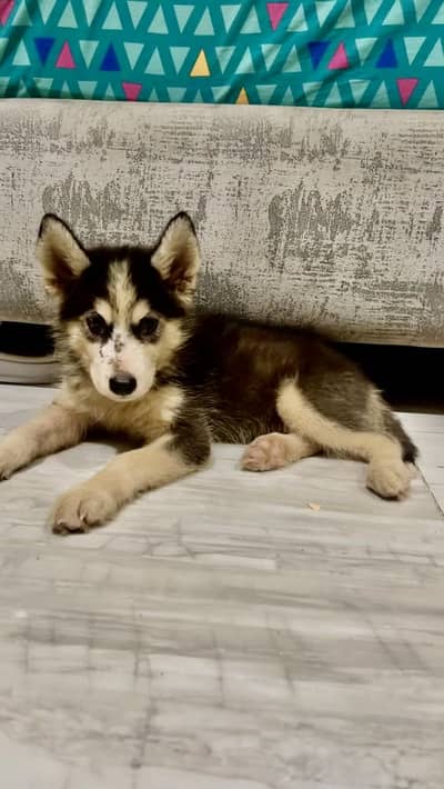 Husky pup for sale