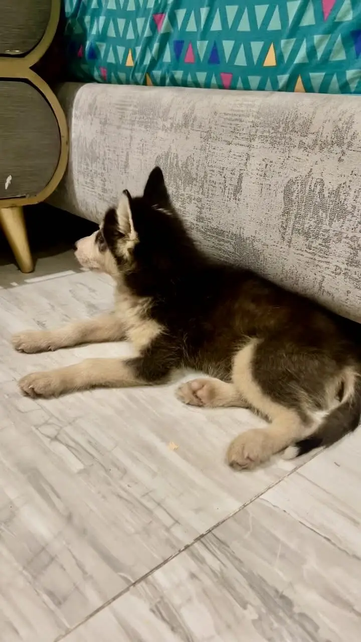 Husky pup for sale — photo 2