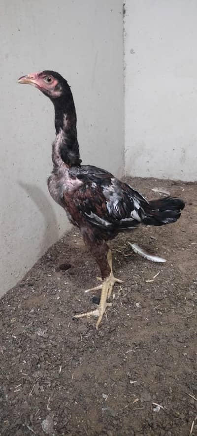 Top quality chicks available