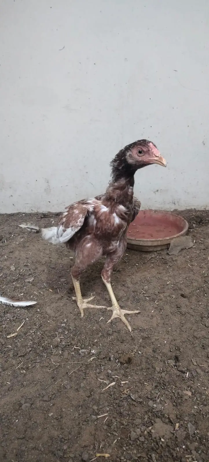 Top quality chicks available — photo 2