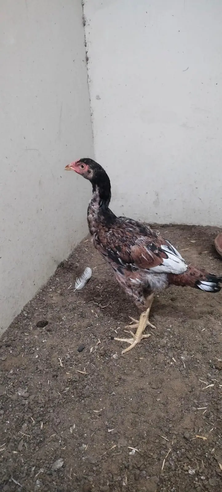 Top quality chicks available — photo 3