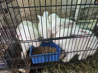 new Zealand rabbits only male ha or breader nhi ha