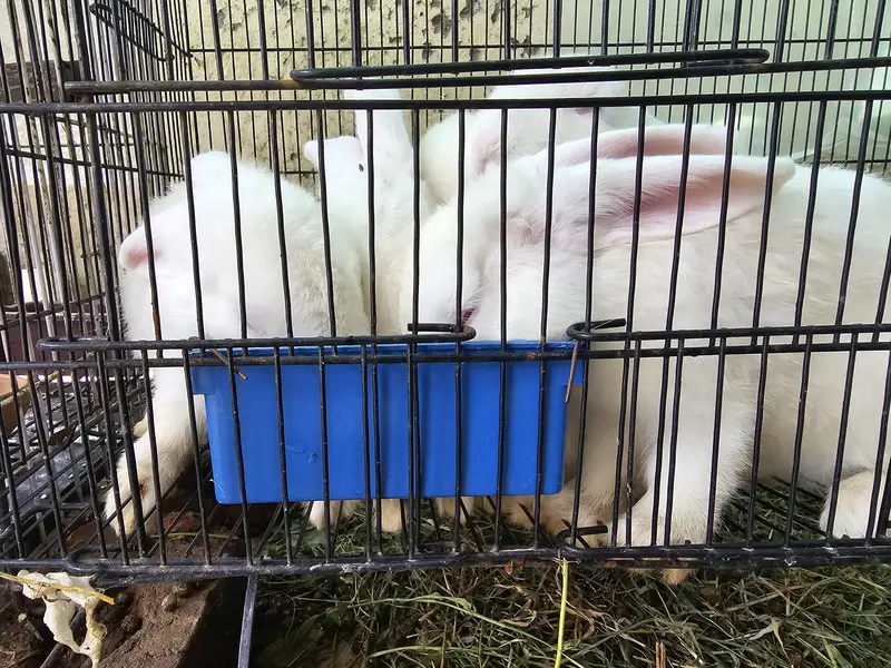 new Zealand rabbits only male ha or breader nhi ha — photo 2